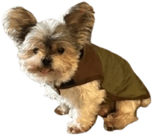 The Giveaway Dog